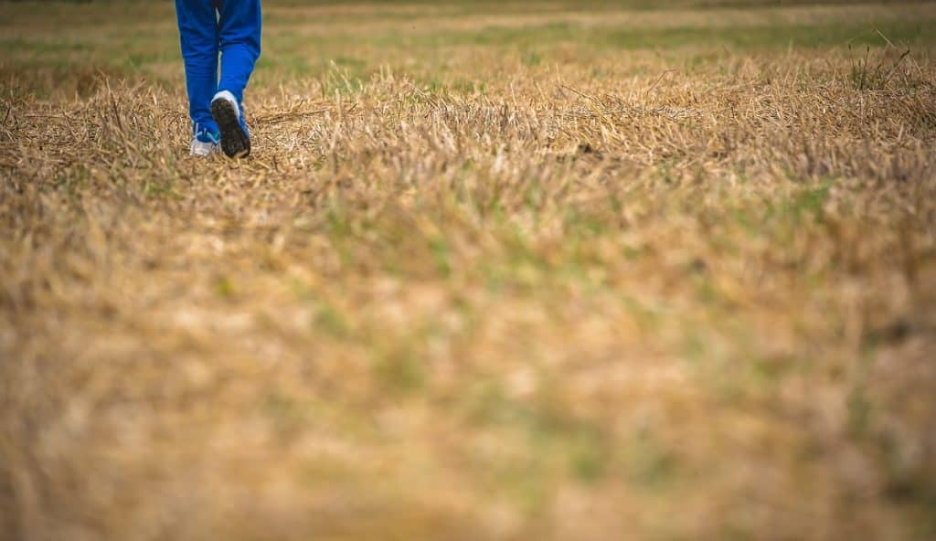 A toddler with a blue jacket and jeans walking through the grass field